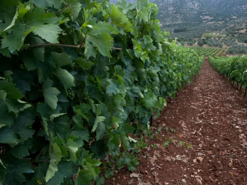 Μεσσηνία  - Λακωνία: στα χνάρια του Διονύσου με μπούσουλα ένα ποτήρι γεμάτο κρασί